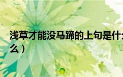 浅草才能没马蹄的上句是什么（浅草才能没马蹄的意思是什么）