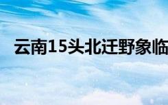 云南15头北迁野象临近昆明 目前是啥情况