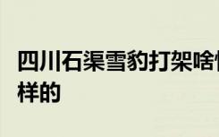 四川石渠雪豹打架啥情况石渠雪豹打架具体怎样的