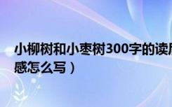 小柳树和小枣树300字的读后感（《小柳树和小枣树》读后感怎么写）