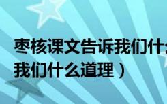 枣核课文告诉我们什么（《枣核》课文告诉了我们什么道理）