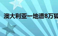 澳大利亚一地遭8万狐蝠入侵 场面十分骇人