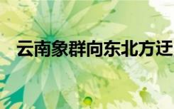 云南象群向东北方迂回移动 目前情况如何