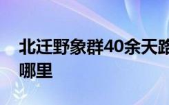 北迁野象群40余天路程达400公里 它们要去哪里