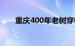 重庆400年老树穿楼生长 具体怎样的