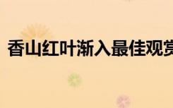 香山红叶渐入最佳观赏期 美不胜收宛若仙境