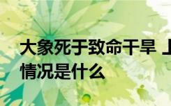 大象死于致命干旱 上百头大象死于干旱具体情况是什么