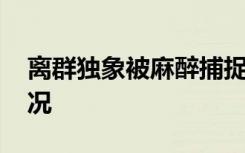 离群独象被麻醉捕捉运回栖息地 到底是啥情况