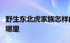 野生东北虎家族怎样的野生东北虎家族出现在哪里