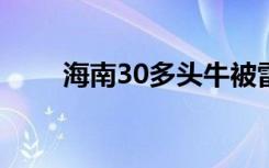 海南30多头牛被雷击中 具体啥情况