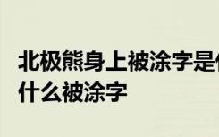 北极熊身上被涂字是什么人做的北极熊身上为什么被涂字