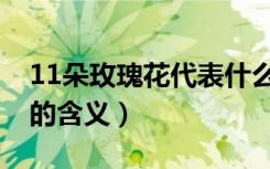 11朵玫瑰花代表什么意思（11朵玫瑰花代表的含义）