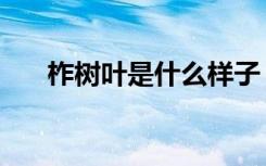 柞树叶是什么样子（柞树叶长什么样）