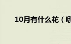 10月有什么花（哪些花在10月开花）