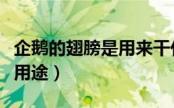 企鹅的翅膀是用来干什么的（关于企鹅的翅膀用途）