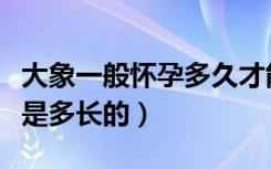 大象一般怀孕多久才能生下一个象宝宝（寿命是多长的）