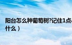 阳台怎么种葡萄树?记住1点小技巧（阳台种葡萄树的方法是什么）