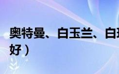 奥特曼、白玉兰、白玫瑰（这三种大理石哪个好）