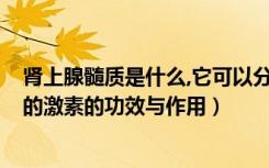 肾上腺髓质是什么,它可以分泌哪些激素?（肾上腺髓质分泌的激素的功效与作用）