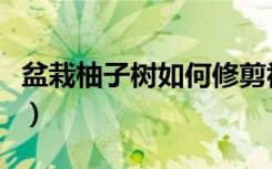 盆栽柚子树如何修剪视频（盆栽柚子树怎么养）