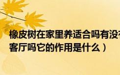 橡皮树在家里养适合吗有没有毒（橡皮树是有毒的吗可以放客厅吗它的作用是什么）