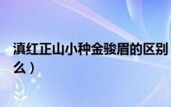 滇红正山小种金骏眉的区别（金骏眉和正山小种的区别是什么）