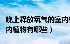 晚上释放氧气的室内植物（晚上释放氧气的室内植物有哪些）