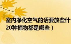 室内净化空气的话要放些什么植物（常见的室内净化空气的20种植物都是哪些）