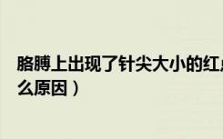 胳膊上出现了针尖大小的红点（胳膊上有针尖大小红点是什么原因）