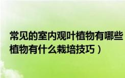 常见的室内观叶植物有哪些（室内观叶植物有哪些室内观叶植物有什么栽培技巧）