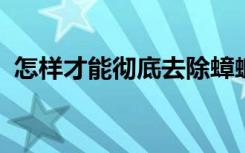 怎样才能彻底去除蟑螂为什么家里会有蟑螂