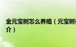 金元宝树怎么养殖（元宝树养殖方法和注意事项元宝树的简介）