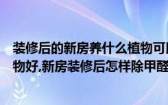 装修后的新房养什么植物可以除甲醛（新房装修后放什么植物好,新房装修后怎样除甲醛）