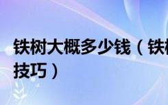 铁树大概多少钱（铁树价格是多少铁树养殖小技巧）