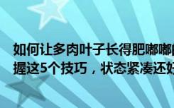 如何让多肉叶子长得肥嘟嘟的（如何将多肉养得肥嘟嘟的掌握这5个技巧，状态紧凑还好看）