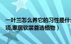 一叶兰怎么养它的习性是什么（一叶兰的养殖方法和注意事项,家居软装首选植物）