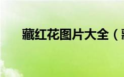 藏红花图片大全（藏红花的资料介绍）