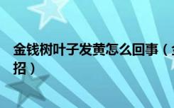 金钱树叶子发黄怎么回事（金钱树叶子发黄的原因及解决妙招）