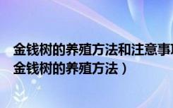 金钱树的养殖方法和注意事项金钱树换盆（金钱树摆放禁忌金钱树的养殖方法）