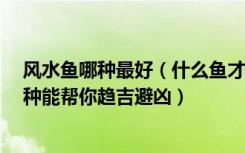 风水鱼哪种最好（什么鱼才是好的风水鱼太多讲究了，这7种能帮你趋吉避凶）