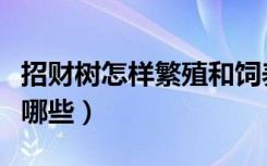 招财树怎样繁殖和饲养（招财树的养殖方法有哪些）