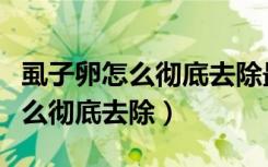 虱子卵怎么彻底去除最简单的方法（虱子卵怎么彻底去除）