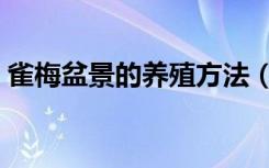 雀梅盆景的养殖方法（雀梅盆景的养殖方法）