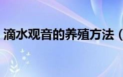 滴水观音的养殖方法（滴水观音的养殖方法）