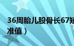 36周胎儿股骨长67短吗（36周胎儿股骨长标准值）