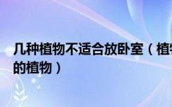 几种植物不适合放卧室（植物可以放卧室吗不适合摆在卧室的植物）