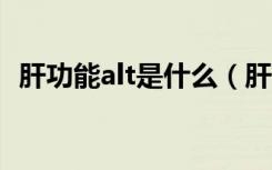 肝功能alt是什么（肝功能中ALT什么意思）