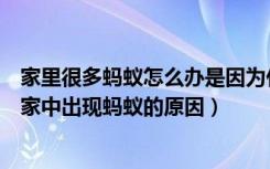 家里很多蚂蚁怎么办是因为什么原因（家中有蚂蚁怎么处理家中出现蚂蚁的原因）