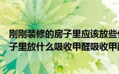 刚刚装修的房子里应该放些什么可以除甲醛（刚装修好的房子里放什么吸收甲醛吸收甲醛的最好办法有哪些）