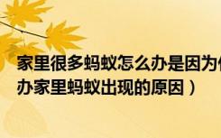 家里很多蚂蚁怎么办是因为什么原因（家里有很多蚂蚁怎么办家里蚂蚁出现的原因）